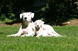 DOGUE ARGENTIN 548